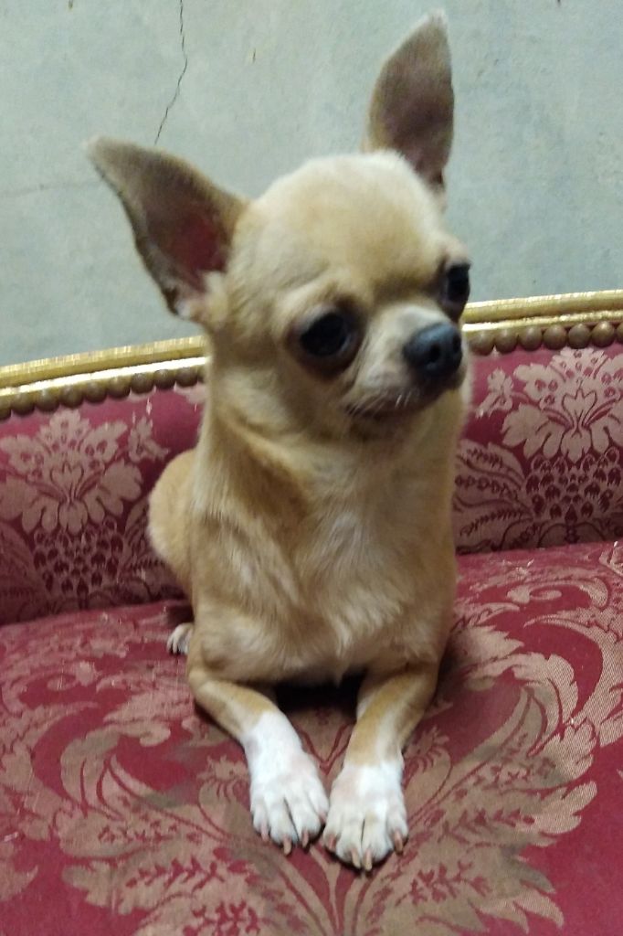 Les Chihuahua de l'affixe Des Arômes Du Cantou
