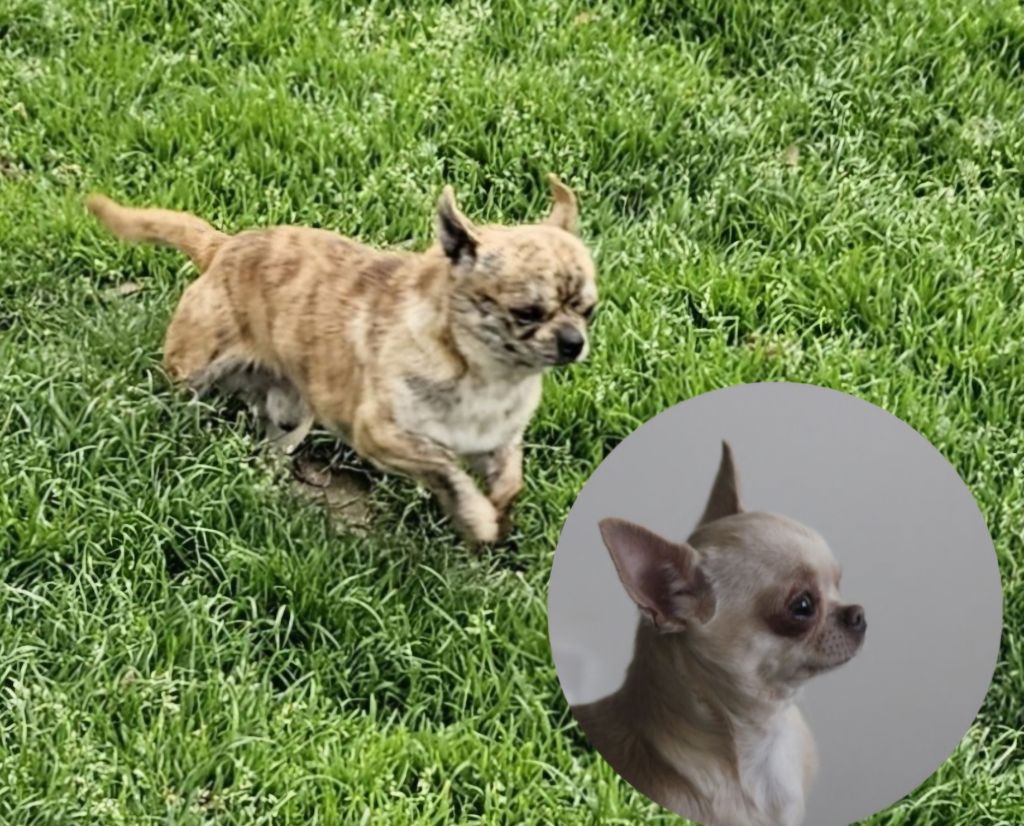 chiot Chihuahua Des Arômes Du Cantou