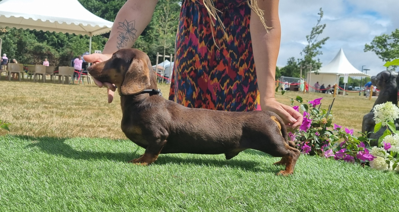 z'ikar iz bogemnoi roskoshi