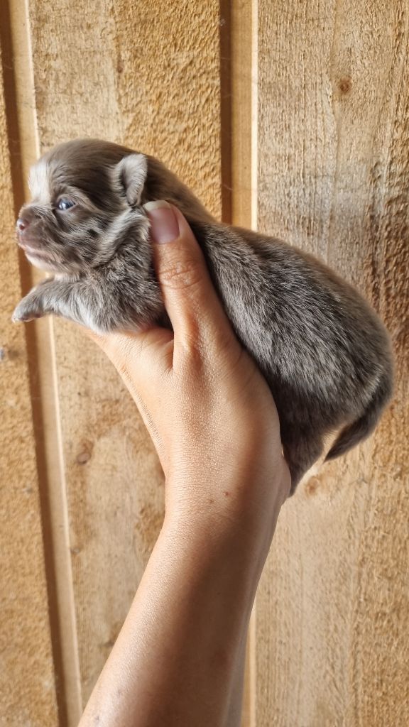 Des Arômes Du Cantou - Chiots disponibles - Chihuahua