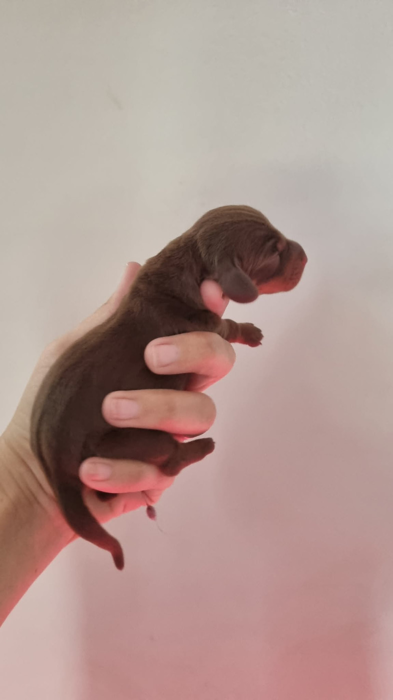 Des Arômes Du Cantou - Chiots disponibles - Teckel poil ras