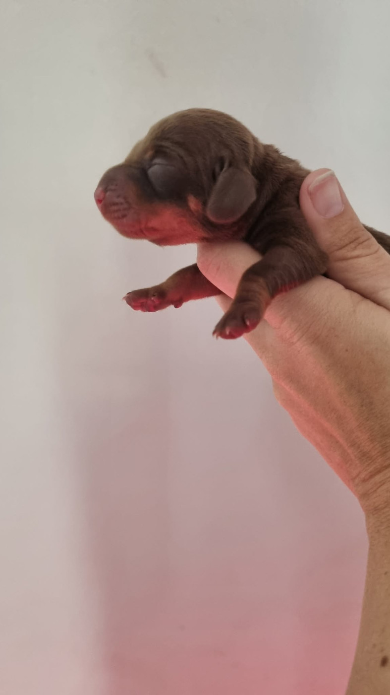 Des Arômes Du Cantou - Chiots disponibles - Teckel poil ras