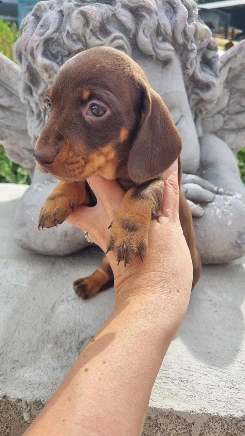 Des Arômes Du Cantou - Chiots disponibles - Teckel poil ras