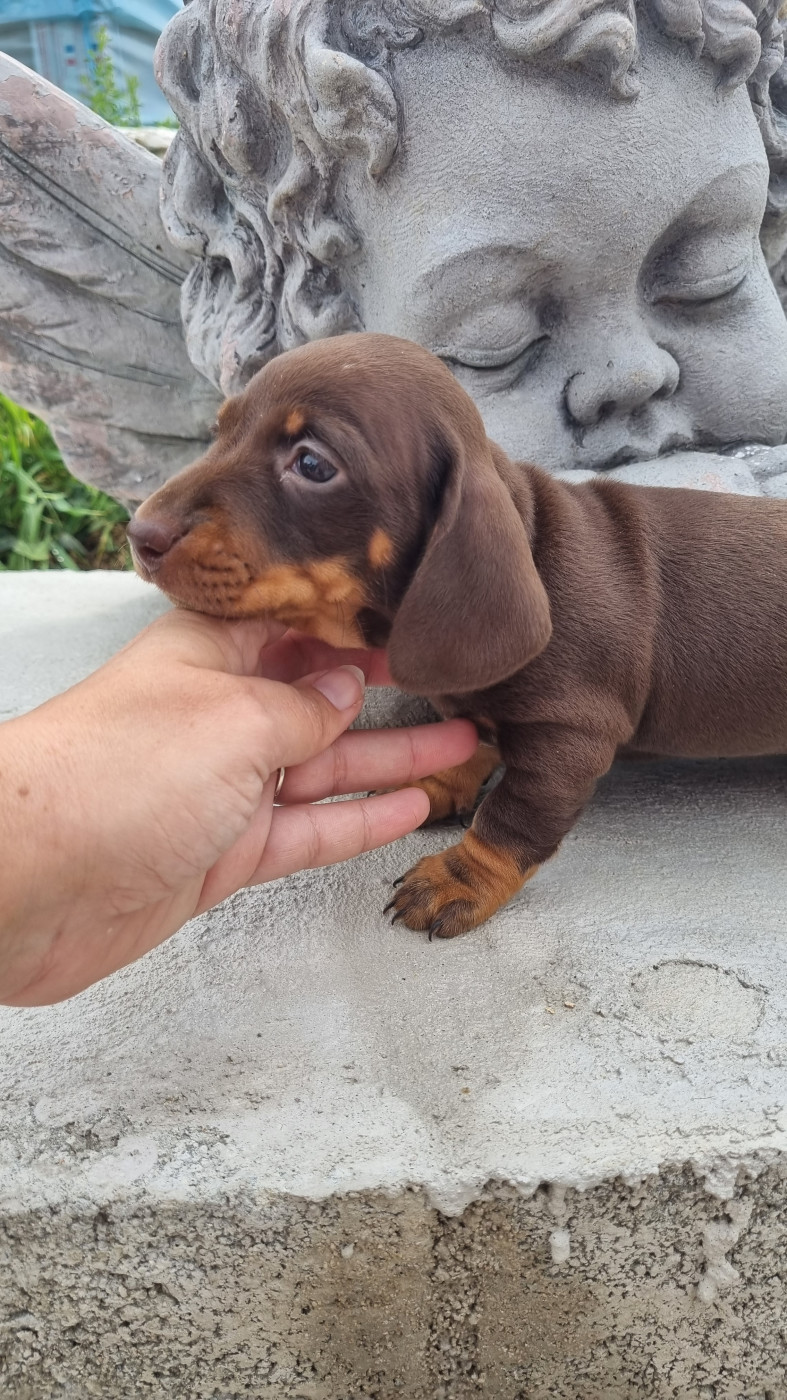 Des Arômes Du Cantou - Chiots disponibles - Teckel poil ras