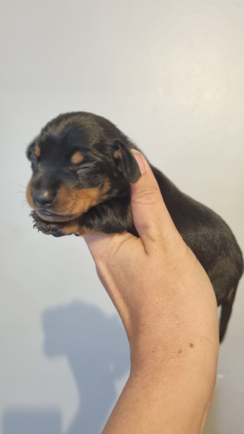 Des Arômes Du Cantou - Chiots disponibles - Teckel poil ras
