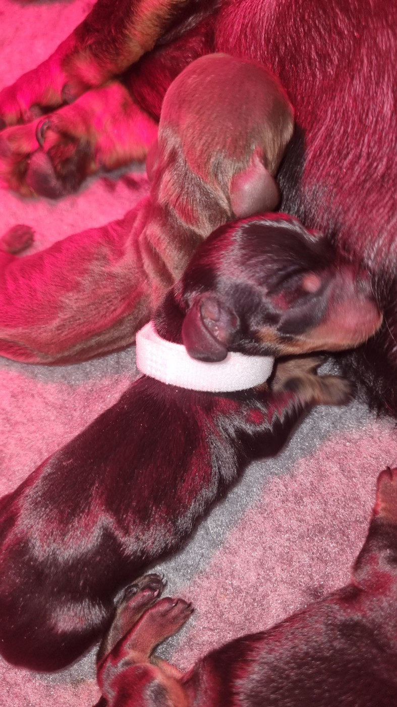 Chiot Teckel poil ras Des Arômes Du Cantou