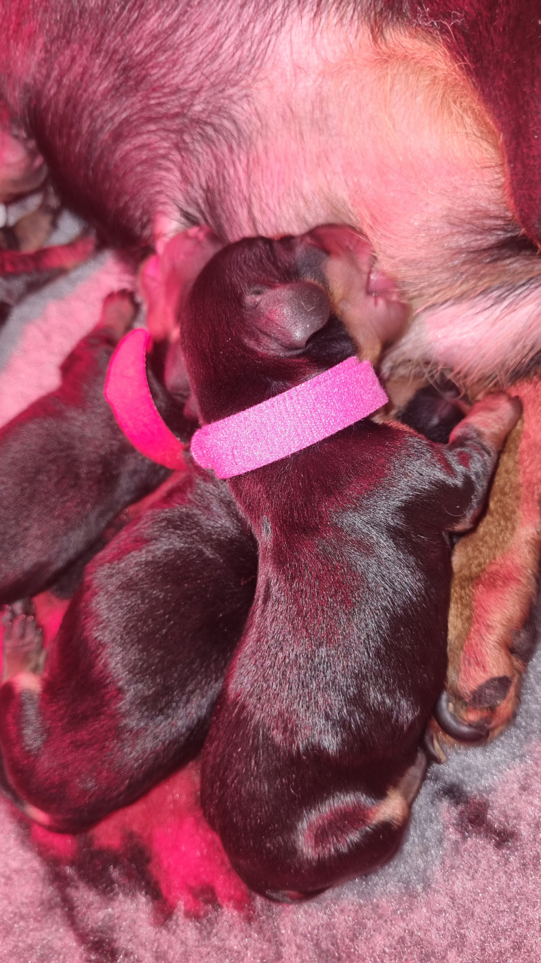 Des Arômes Du Cantou - Chiots disponibles - Teckel poil ras