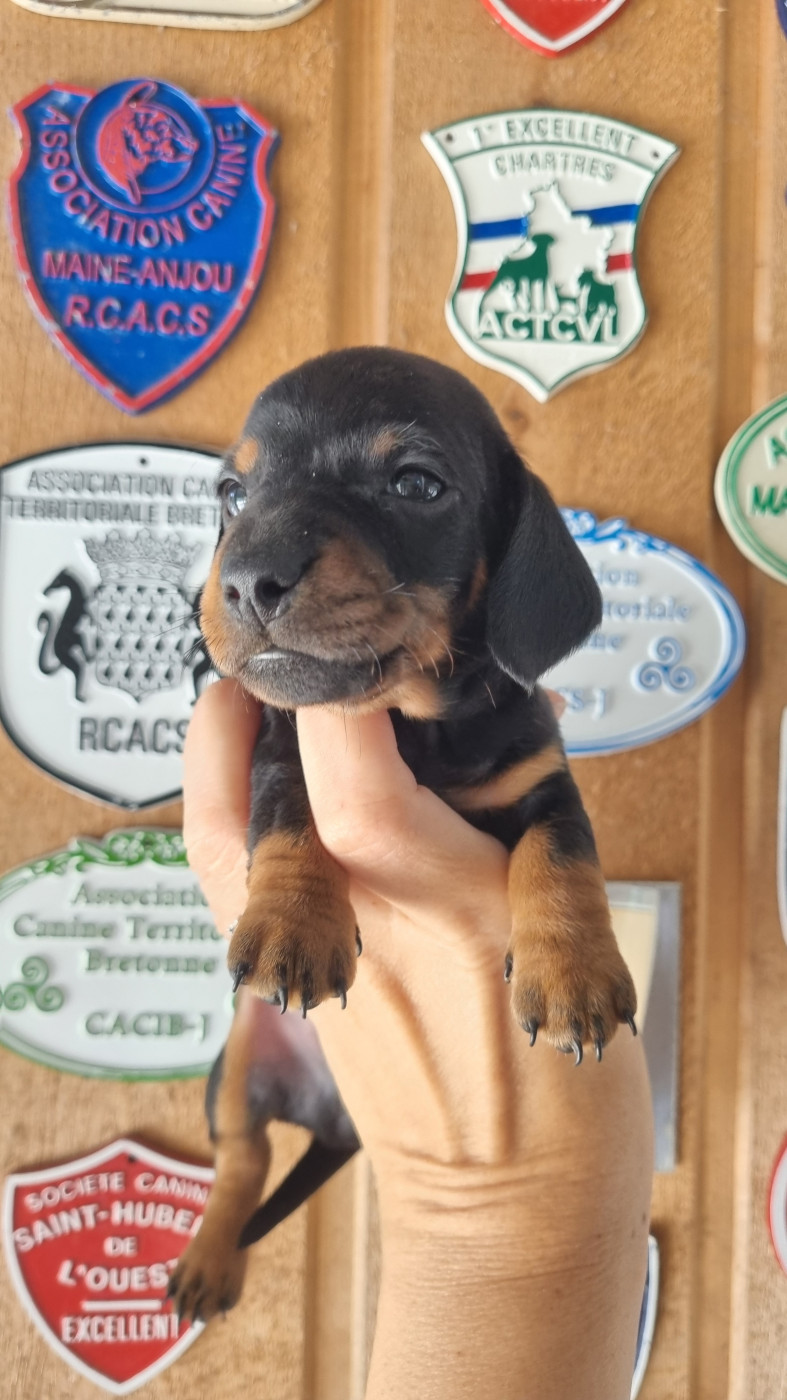 Des Arômes Du Cantou - Chiots disponibles - Teckel poil ras