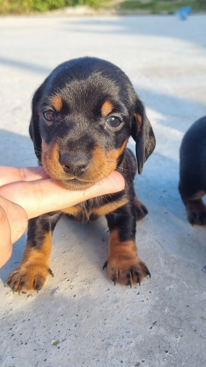 Des Arômes Du Cantou - Chiots disponibles - Teckel poil ras