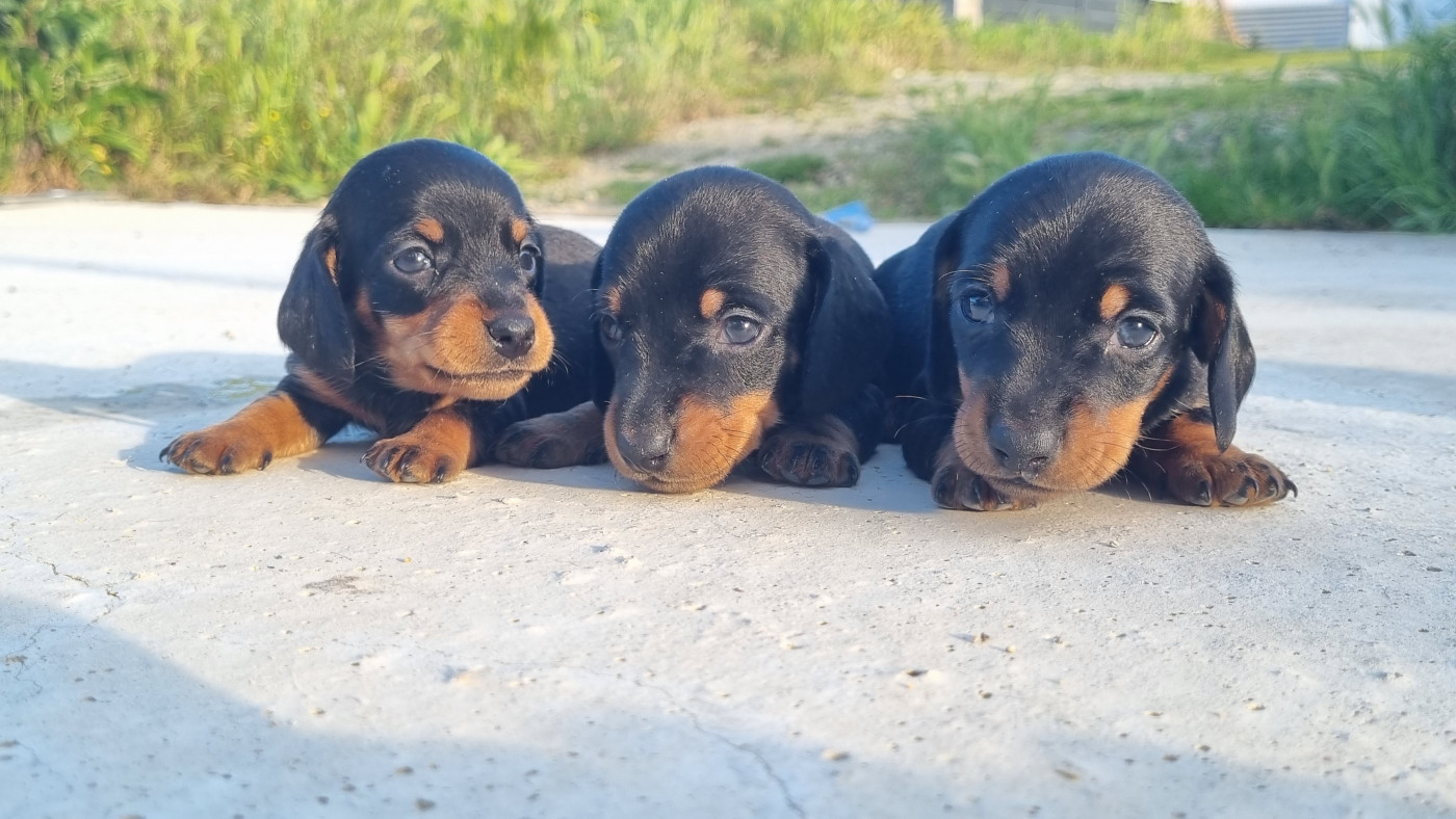Des Arômes Du Cantou - Chiots disponibles - Teckel poil ras