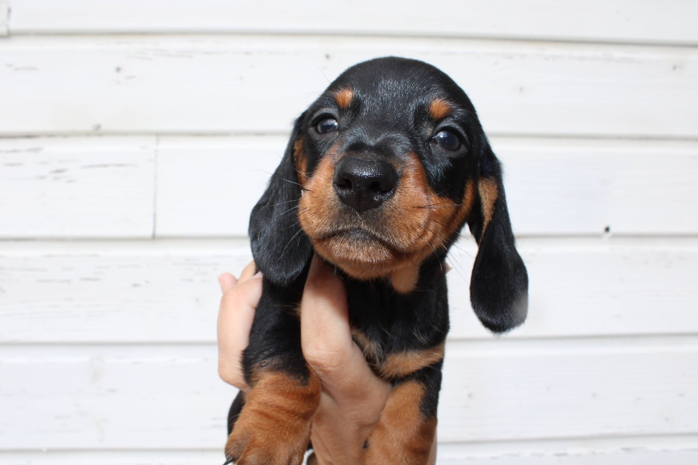 Des Arômes Du Cantou - Chiots disponibles - Teckel poil ras