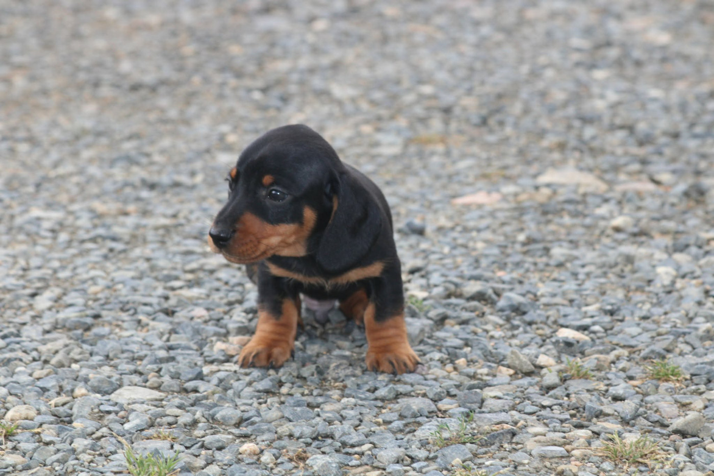 Des Arômes Du Cantou - Chiots disponibles - Teckel poil ras