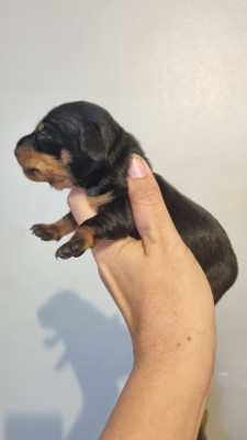 Chiot N°2