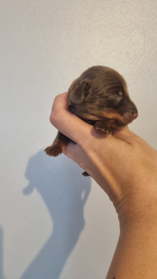 Chiot N°4