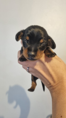 Chiot N°5