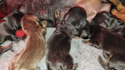 Chiot N°6