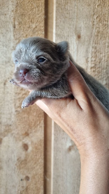 CHIOT 3