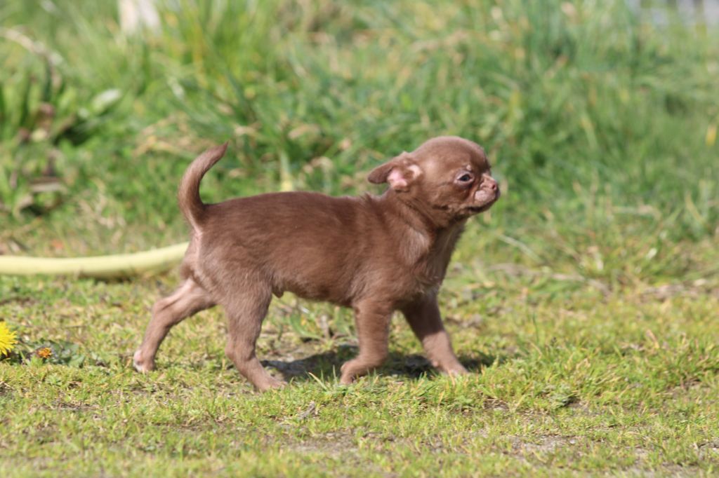 Chiot Chihuahua Des Arômes Du Cantou