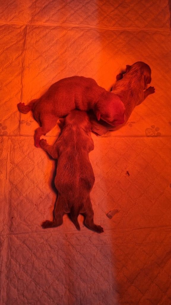 Chiot Chihuahua Des Arômes Du Cantou