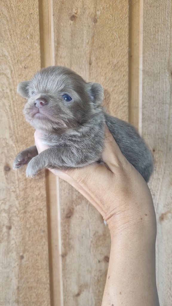 Des Arômes Du Cantou - Chiots disponibles - Chihuahua