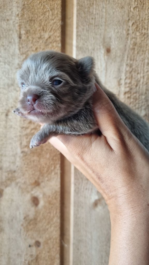 Des Arômes Du Cantou - Chiots disponibles - Chihuahua